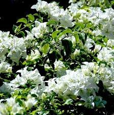 White Bougainvillea